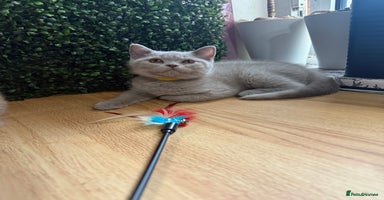 British Shorthair cats - Advert 5