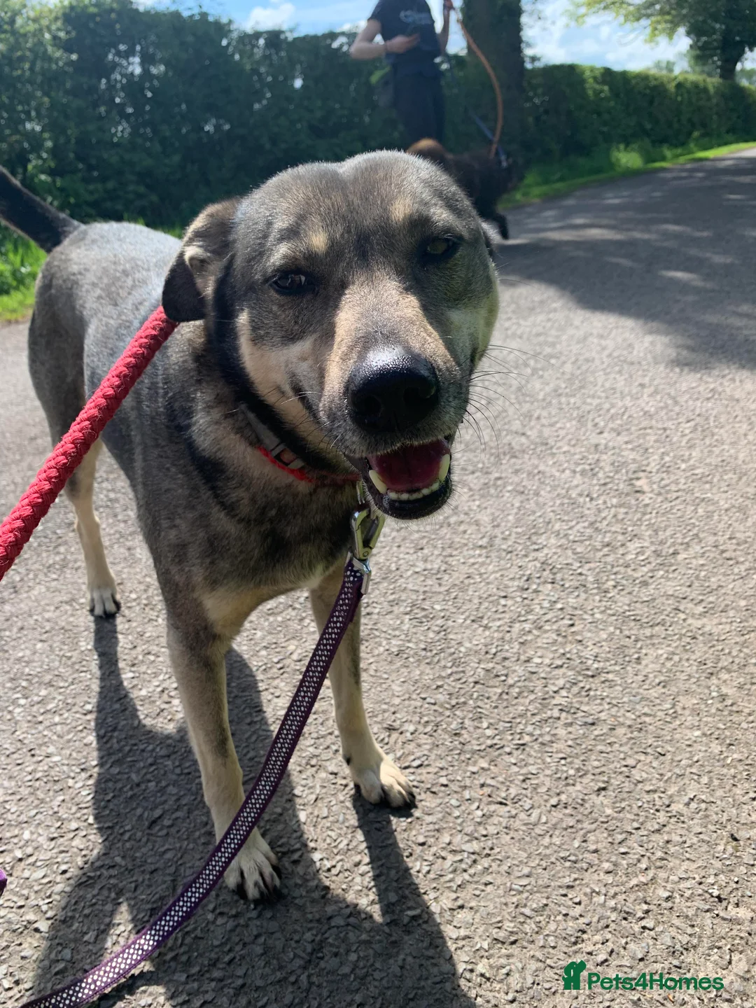 Mixed Breed dogs for adoption: Meet Joy, currently residing in Cheshire  in Nantwich - Advert 2
