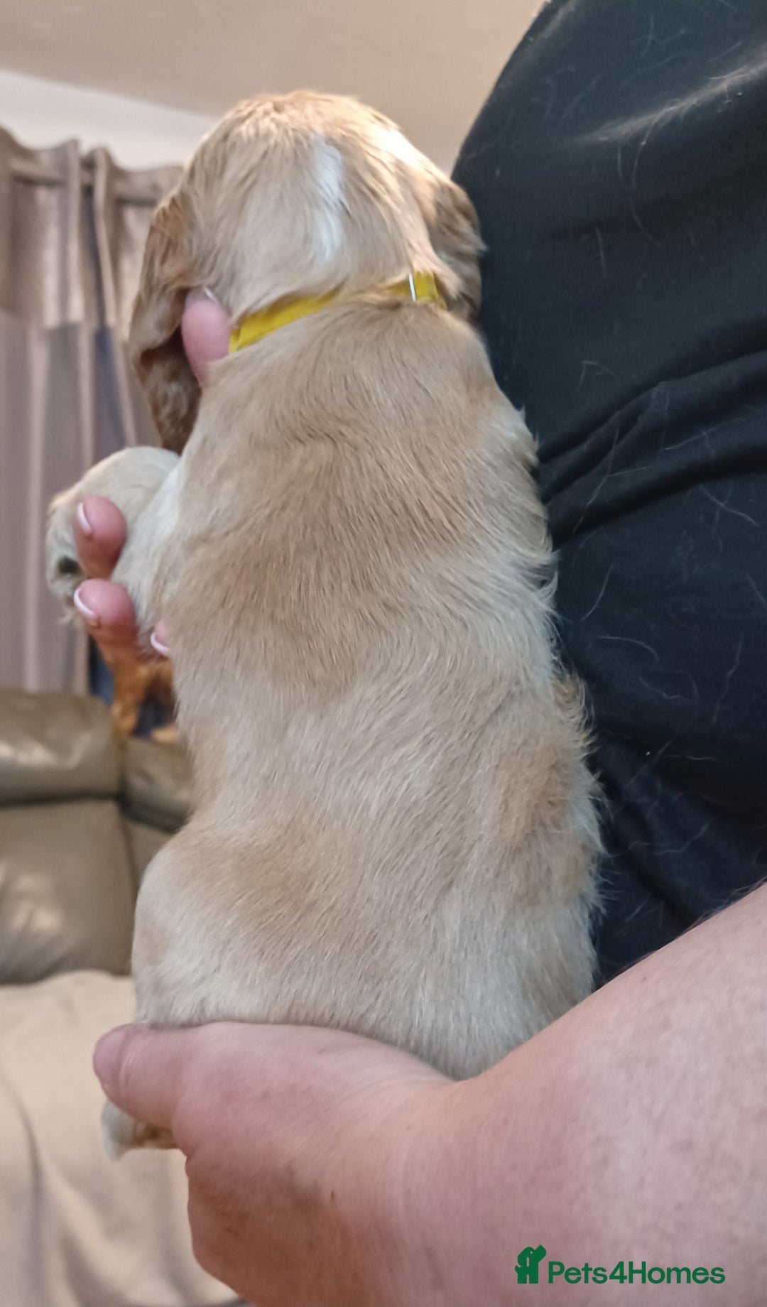 Cocker Spaniel dogs for sale: Golden KC Registered English Show Cocker Spaniels - Advert 21