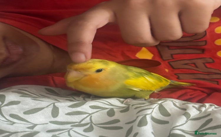 Ringnecks birds - Advert 10