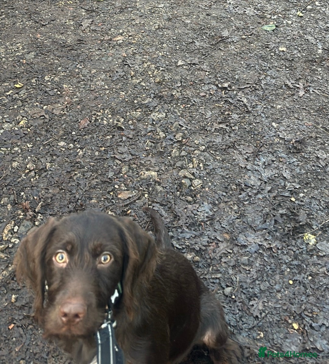 Mixed Breed dogs for sale: Springer spaniel puppy  - Advert 2