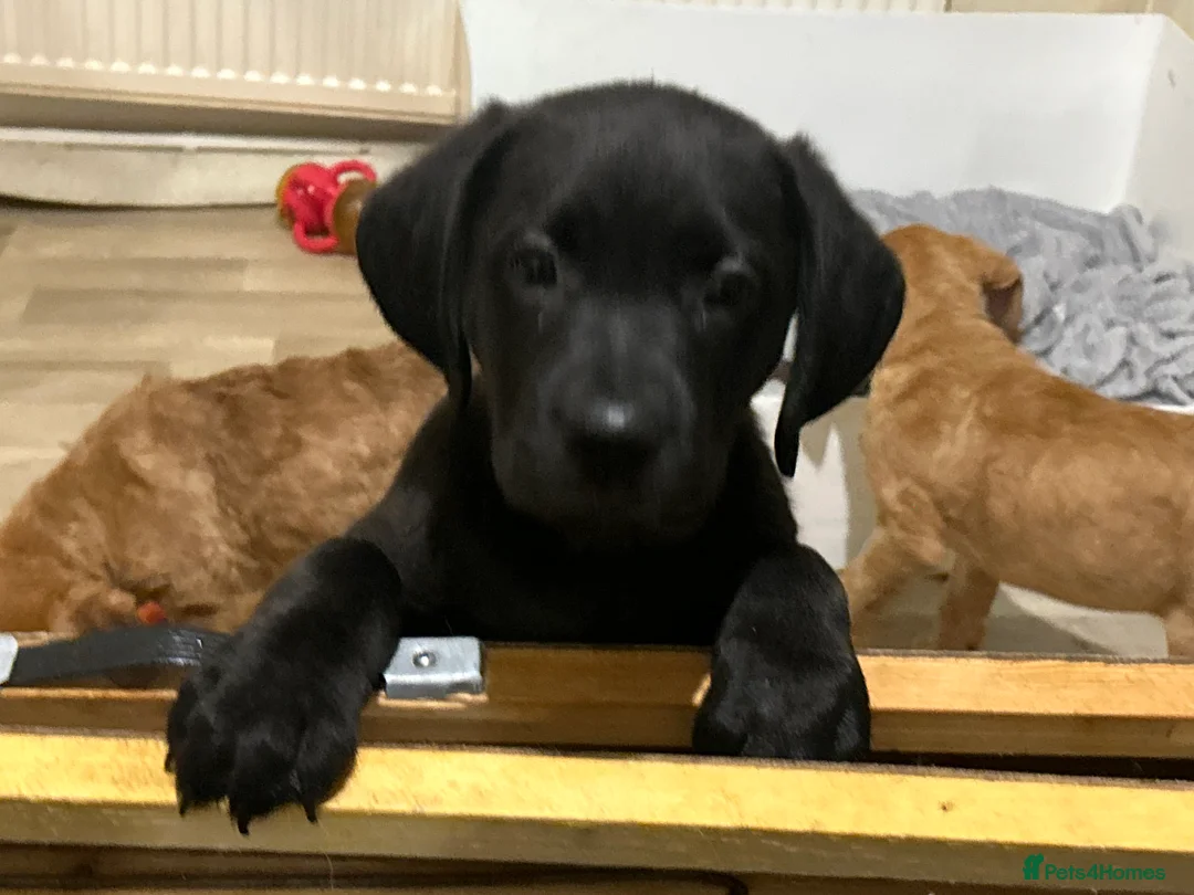 Mixed Breed dogs for sale: Dogue de Bordeaux X Borador puppies - Advert 7