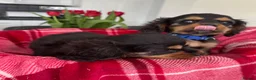 Cavalier King Charles Spaniel dogs for sale: Cavalier king charles - Advert 9