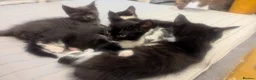 Mixed Breed cats for sale: Mixed kittens grey black and white in Northwich - Advert 1