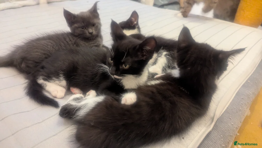 Mixed Breed cats for sale: Mixed kittens grey black and white in Northwich - Advert 1