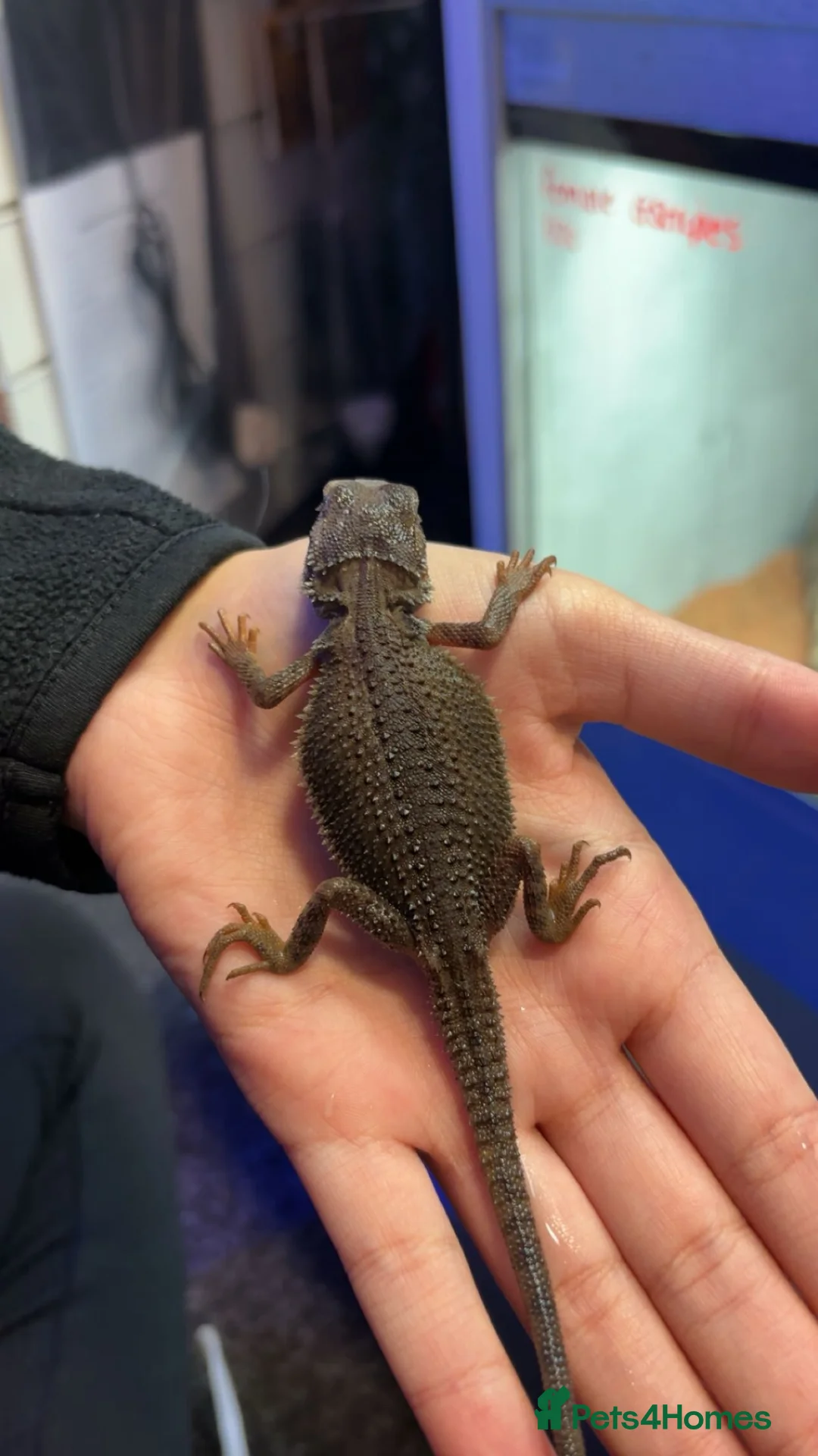 Bearded Dragon reptiles for sale: mixed morph bearded dragon  - Advert 4