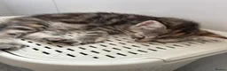 Mixed Breed cats for sale: Puuurfectly Adorable Kittens  - Advert 5