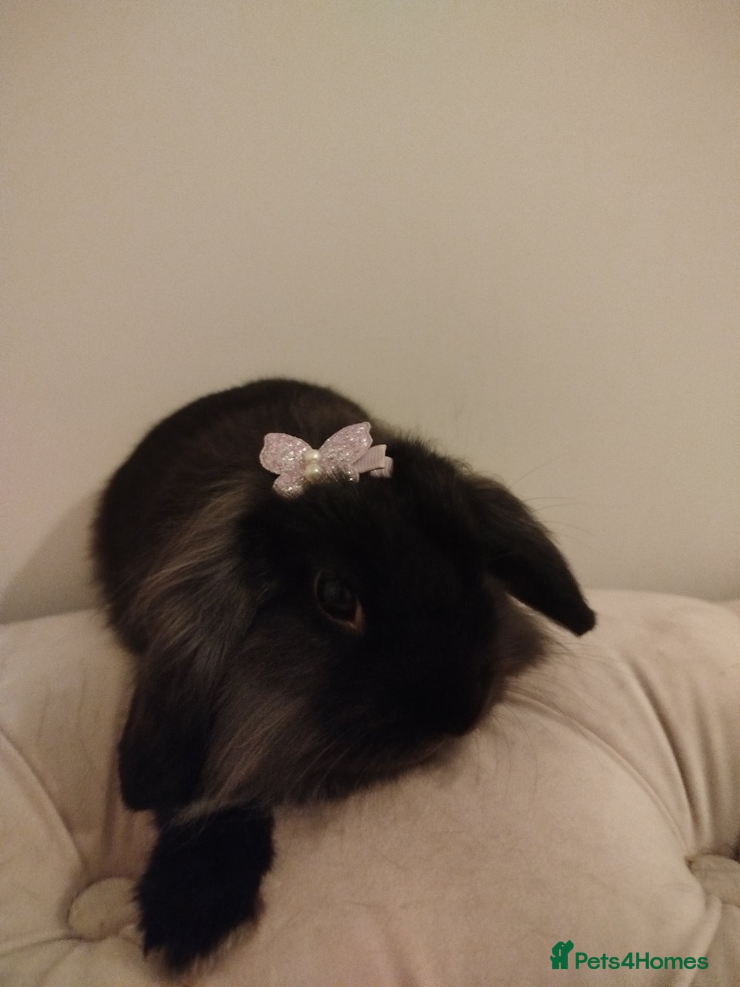 Mini Lion Lop rabbits for sale: Mini lion lop bonded pair - Advert 1