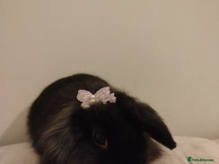 Mini Lion Lop rabbits Mini lion lop bonded pair - Advert 1