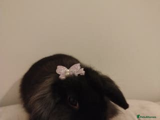 Mini Lion Lop rabbits Mini lion lop bonded pair - Advert 3