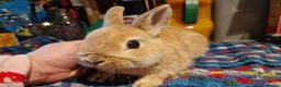 Netherland Dwarf rabbits for sale: Netherland dwarf girl  - Advert 7