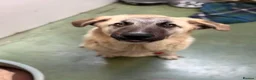 Mixed Breed dogs for adoption: Hermes 🐾  - Advert 3