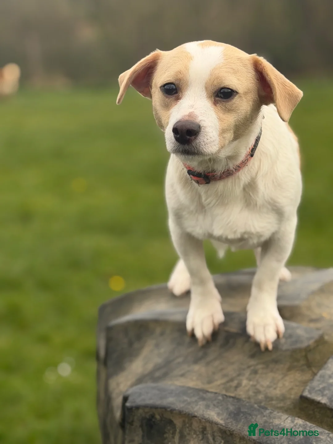 Jack Russell dogs for adoption: Danny  in Swansea - Advert 2