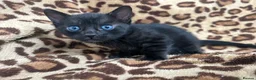 Bengal cats for sale: Beautiful Litter of Bengal Kittens - TICA Reg - Advert 15