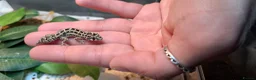 Gecko reptiles for sale: Viper geckos in Brandon - Advert 1