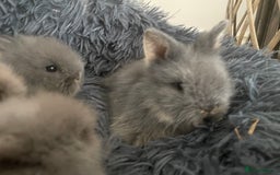 Lionhead rabbits for sale: 5 female Double Mane Lion head Doe’s for sale  - Image 3