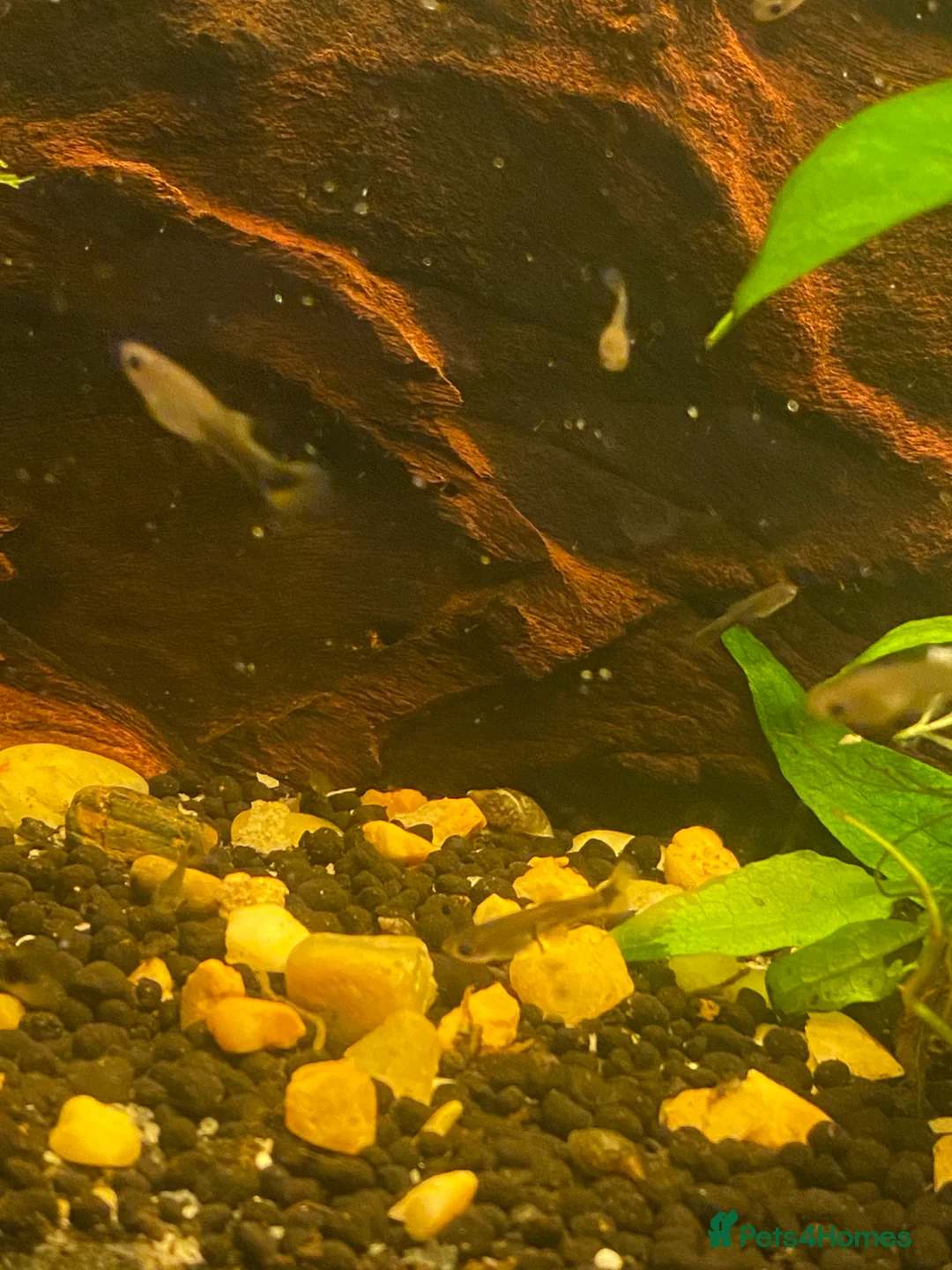 Live Bearers fish for sale: Guppy fry  in Leigh - Advert 5