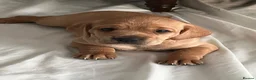 Cockerdor dogs for sale: Frenchie/Labrador/Cocker mix in Wigston - Advert 9