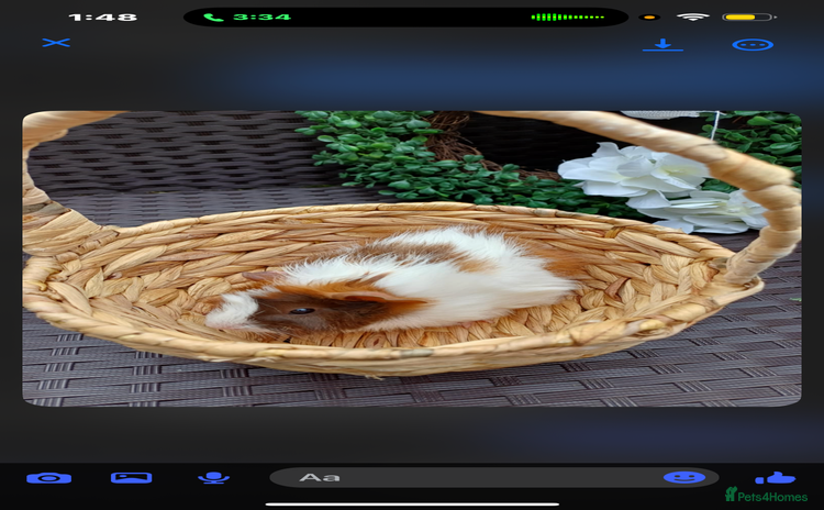 Guinea Pig rodents - Advert 1