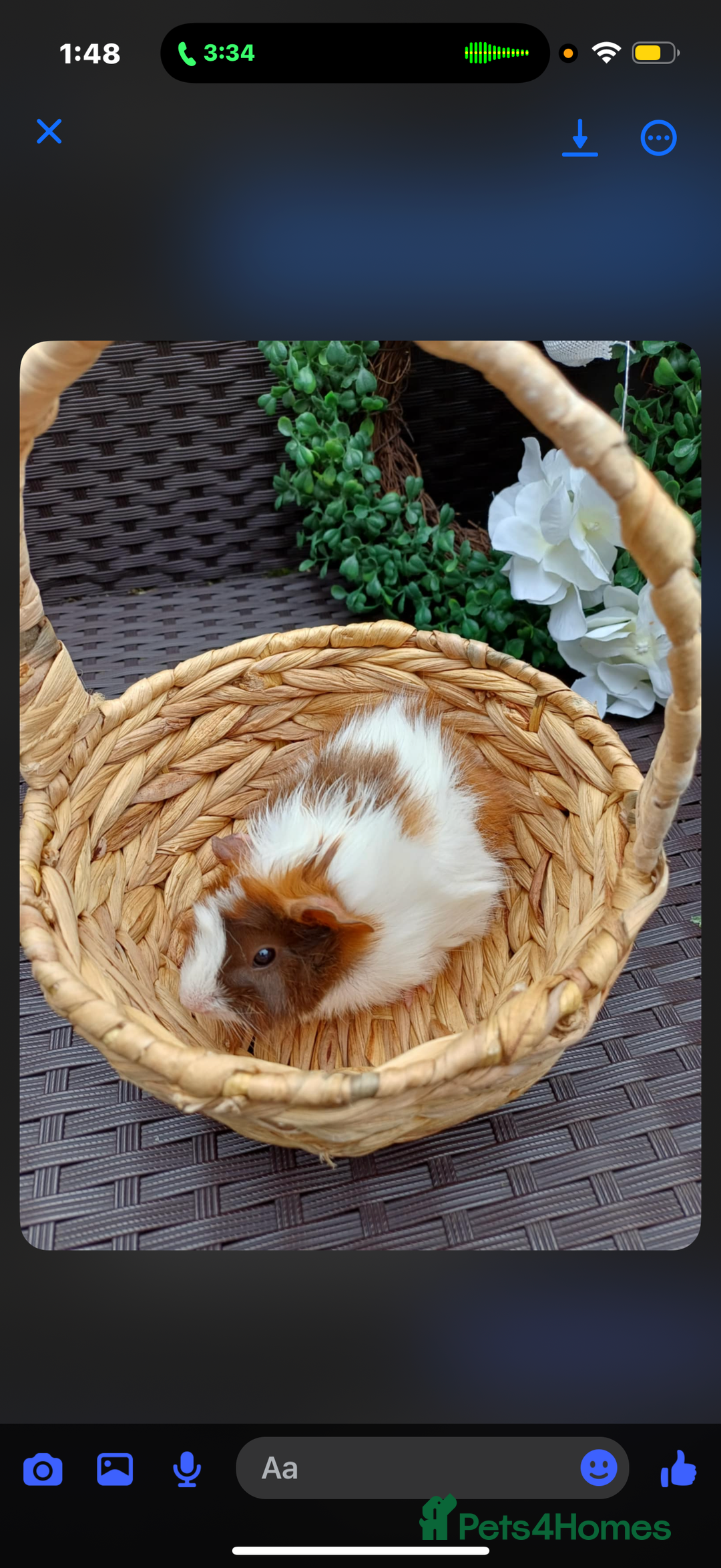 Guinea Pig rodents for sale: 3 long haired baby guinea pig babys - Image 1