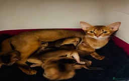 Abyssinian cats for sale: 🏆🥇Top Quality Champion Lines Abyssinian Kittens  - Image 7