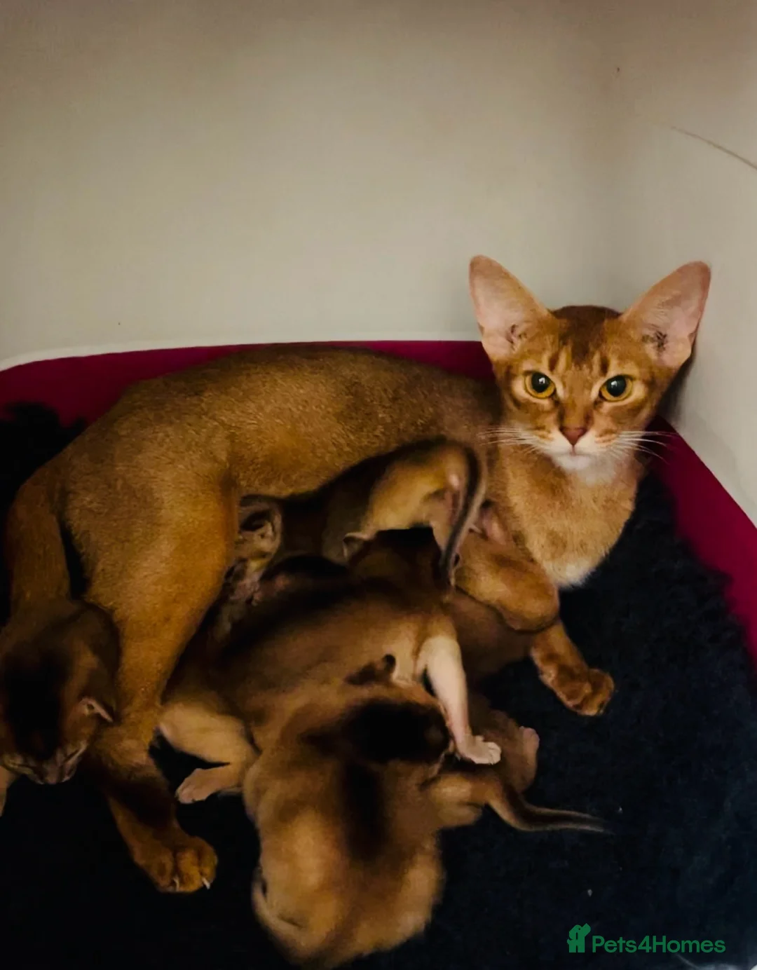 Abyssinian cats for sale:  🏆🥇🏵️Top Quality Champion Lines Abyssinian  - Advert 11