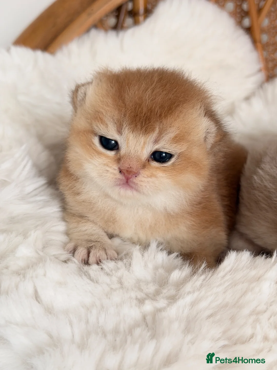 British Shorthair cats for sale: BSH Golden kittens,exc quality, registered  - Advert 2
