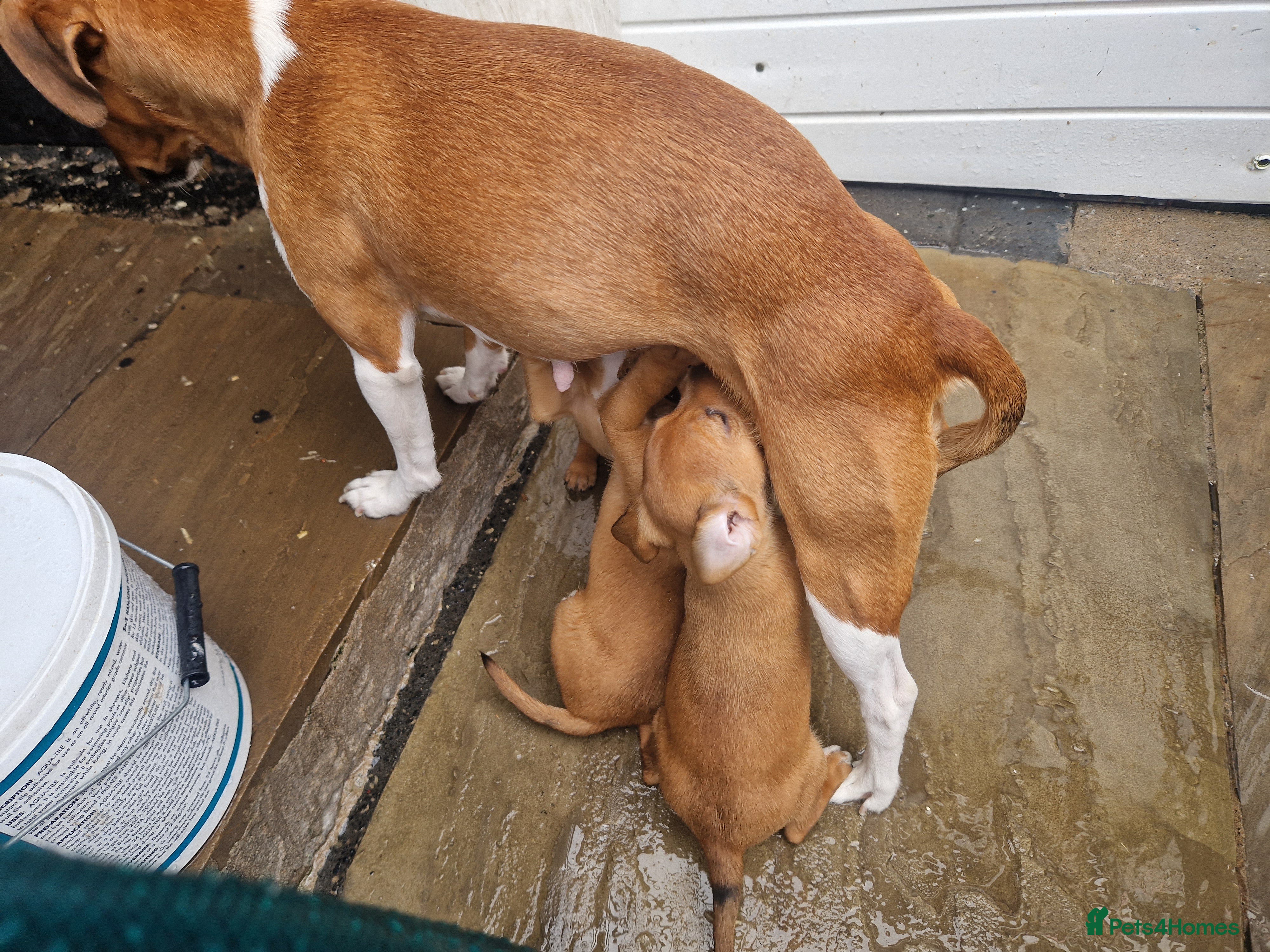 Plummer Terrier dogs for sale: Plummer cross lakeland puppy's  - Advert 9