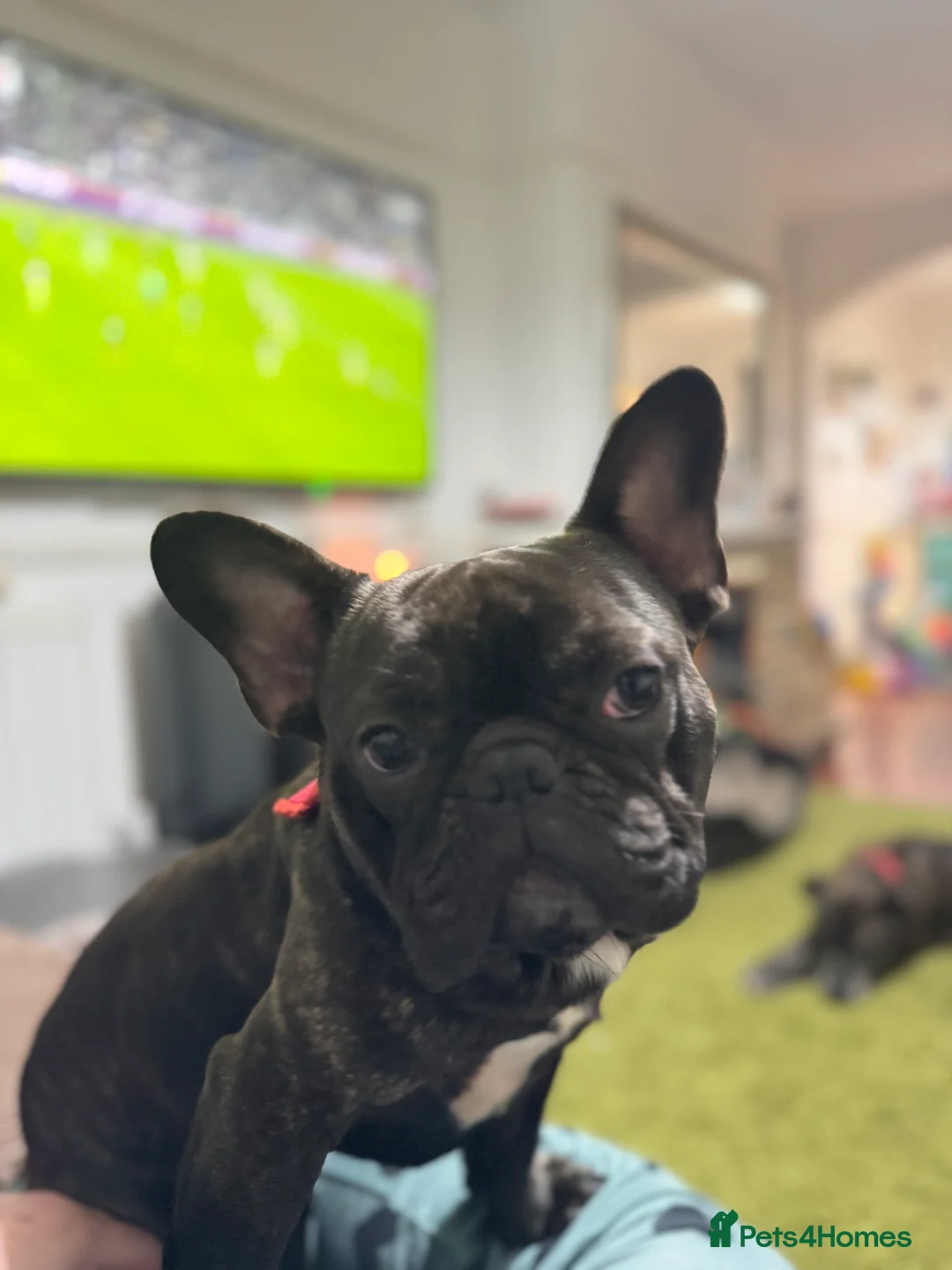 French Bulldog dogs for sale: 2 year old French Bulldog - Advert 8