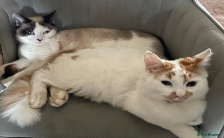 Mixed Breed cats - Advert 2