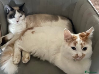 Mixed Breed cats Diesel and ginger - Advert 15