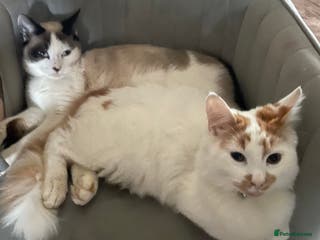 Mixed Breed cats Diesel and ginger - Advert 14