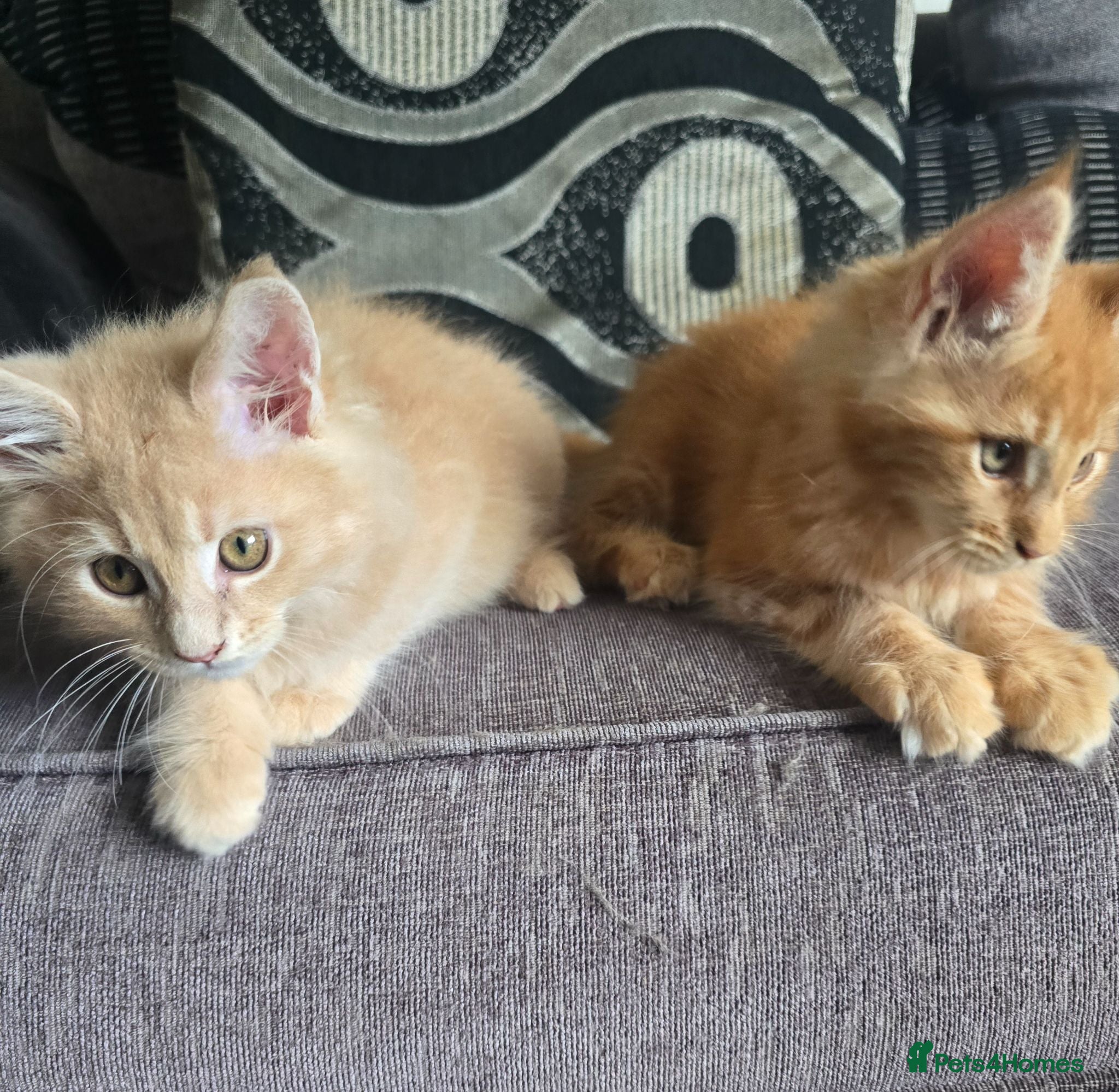 Maine Coon cats Full Mainecoon beautiful kittens  - Advert 1