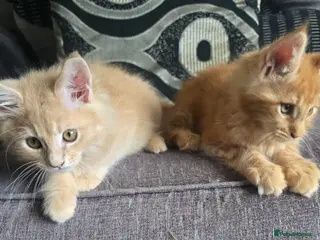 Maine Coon cats Full Mainecoon beautiful kittens - Advert 1