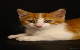 Mixed Breed cats for sale: 5 x gorgeous mixed kittens (4 left) - Image 21