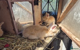 Angora rabbits for sale: Gorgeous Pedigree Full Faced Angora  - Image 18