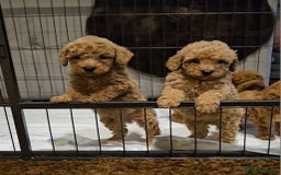 Maltipoo dogs for sale: F1b maltipoo puppies - Image 6