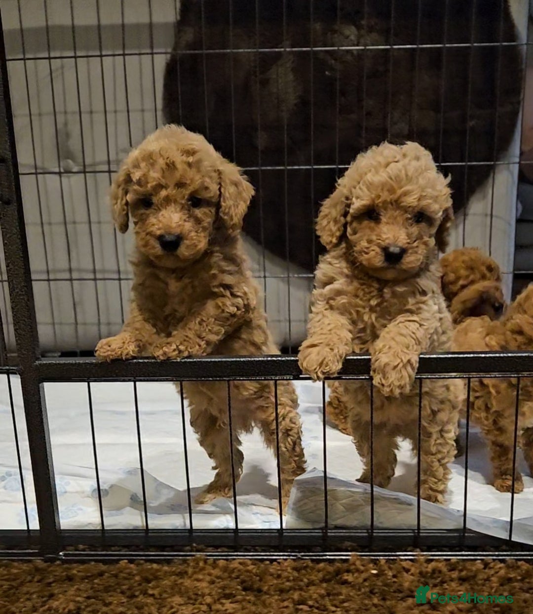 Maltipoo dogs for sale: F1b maltipoo puppies - Image 6