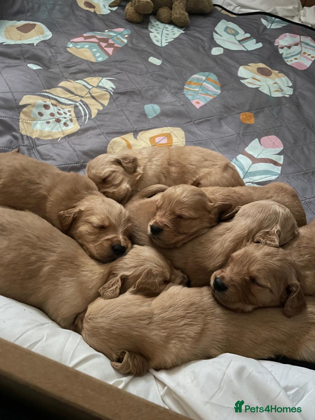 Golden Retriever dogs for sale: KC Registered - Golden Retriever Pups  - Image 21