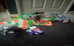 Mixed Breed dogs for sale: Miniature Dashound  - Advert 10