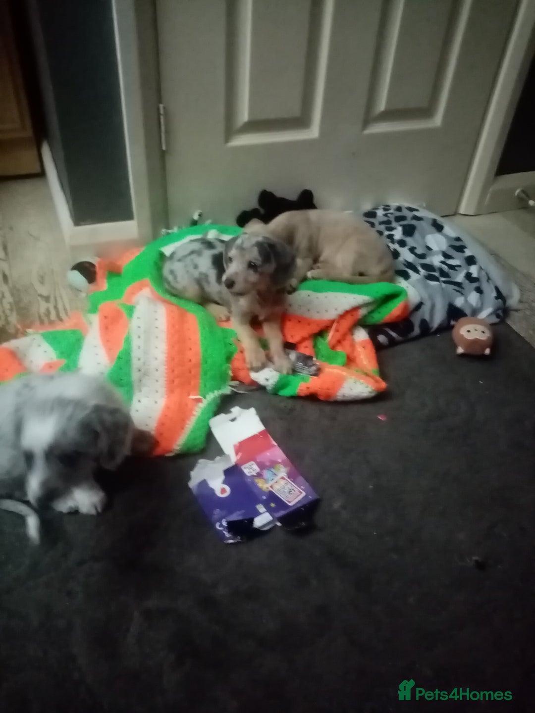 Mixed Breed dogs for sale: Miniature Dashound  - Advert 10