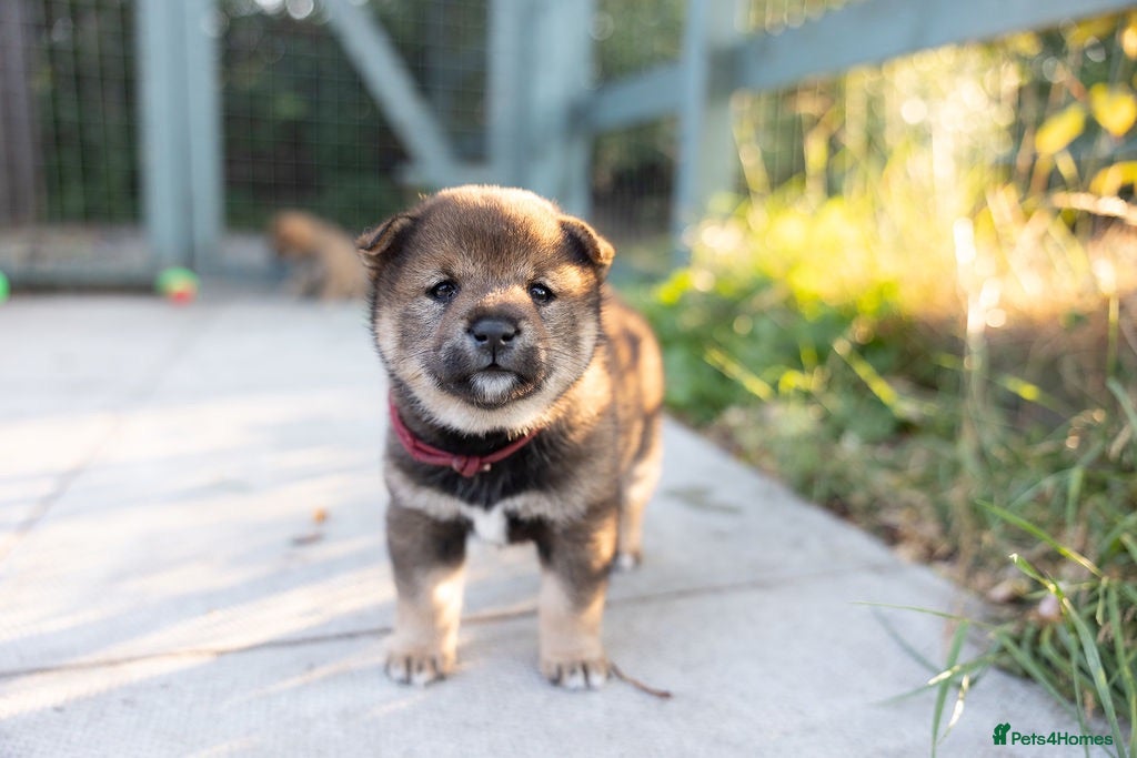 Japanese Shiba Inu dogs Rare Black Sesame Shiba | Japanese Bloodlines - Advert 2