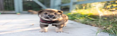 Japanese Shiba Inu 5