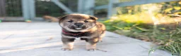 Japanese Shiba Inu dogs for sale: Rare Black Sesame Shiba | Japanese Bloodlines - Advert 29