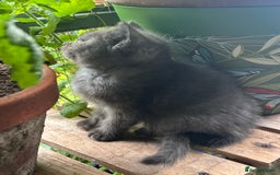 British Shorthair cats for sale: GORGEOUS BSH KITTENS in Oldham - Image 14