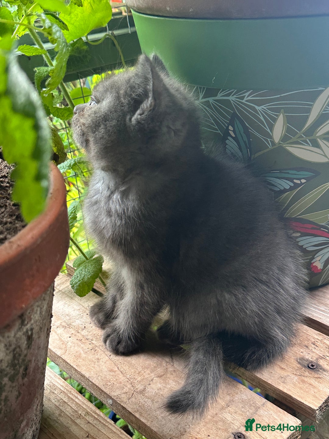 British Shorthair cats for sale: GORGEOUS BSH KITTENS in Oldham - Image 14