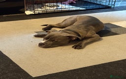 American Bully dogs for sale: Pocket Bully - Image 3