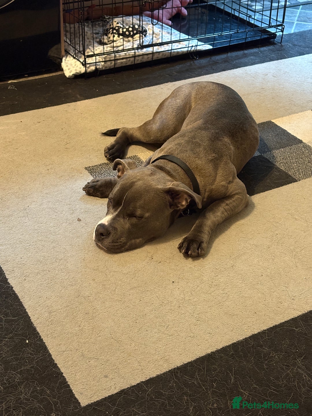 American Bully dogs for sale: Pocket Bully - Image 3