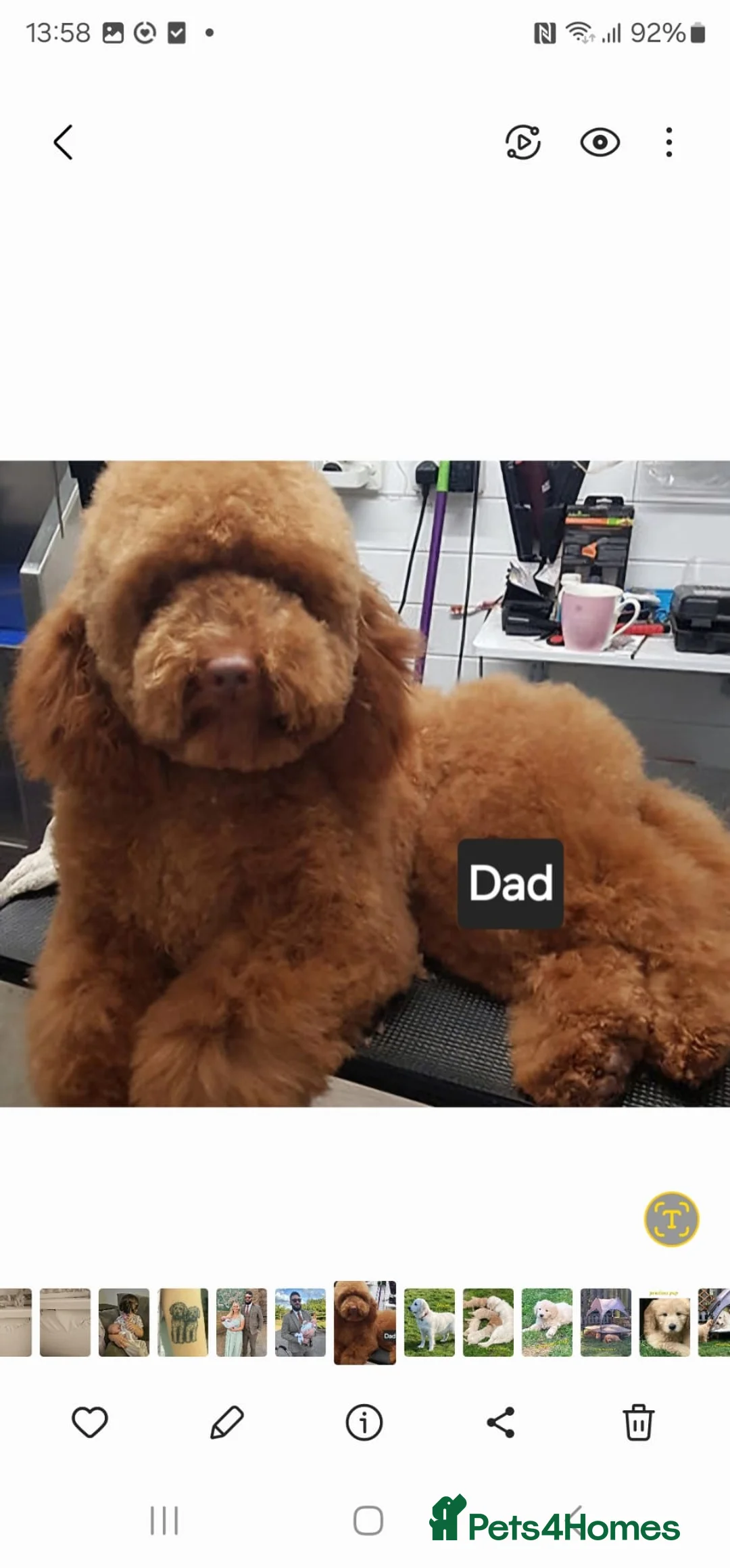 Miniature Poodle dogs for stud: Red Miniature poodle for STUD - Advert 2