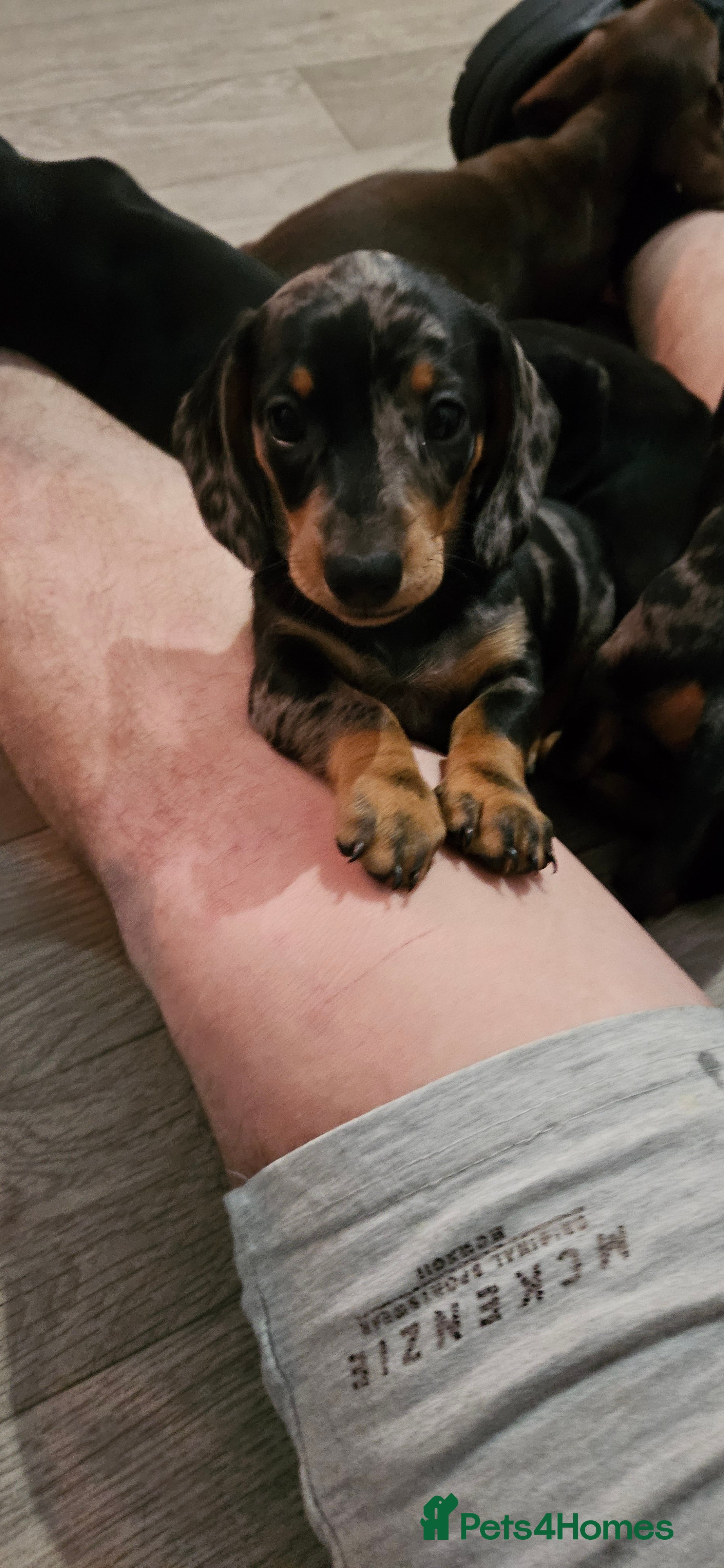 Miniature Dachshund dogs Our beautiful babies  - Advert 16